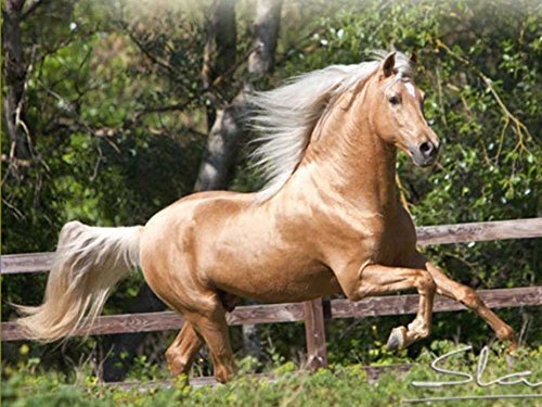 1000 Piece Wooden Jigsaw Puzzle Palomino Andalusian Large Puzzle Game For Adults and Teenagers