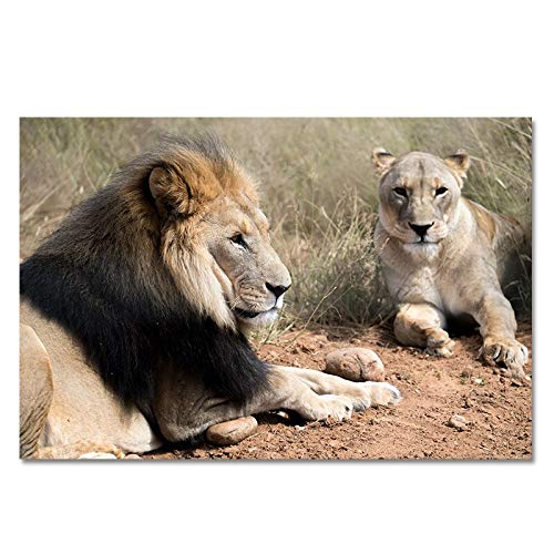 HGlSG Wild Lion and Tiger Animal Natural Canvas Art Painting Carteles e Impresiones Cuadros Wall Art Portrait Poster Mural A1 50x70cm