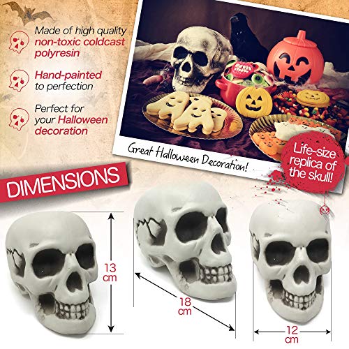 Modelo Figura de Cráneo Humano Decorativo – Ideal para Fiesta de Disfraces, Celebración de Halloween – Articulo, Figura de Calavera de Esqueleto - Accesorio de Adorno y Apoyo de Decoración