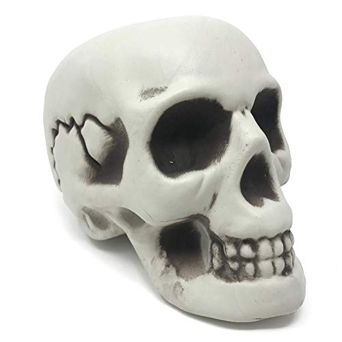 Modelo Figura de Cráneo Humano Decorativo – Ideal para Fiesta de Disfraces, Celebración de Halloween – Articulo, Figura de Calavera de Esqueleto - Accesorio de Adorno y Apoyo de Decoración
