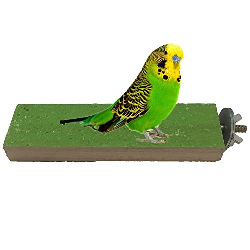 Perch Plataforma de madera Bird Parrot Macaw africana Greys Budgies Periquitos Cockatiels Conure loro Agapornis accesorios Jaula de Pájaros-E001