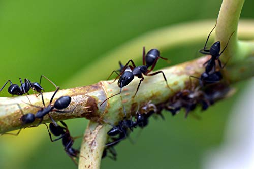 Protect Home Insecticida Blattanex, Uso Doméstico de Acción Inmediata contra Cucarachas, Hormigas E Insectos Rastreros, Verde Agua, 6.5x6.3x24 cm