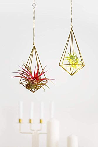 Woodtree Paquete de 2 Colgantes Titular de la Planta de Aire Independiente Metal Tillandsia Himmeli Rack Airplants Display decoración de la Pared, Oro