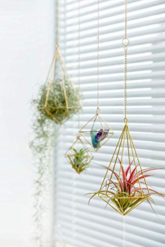 Woodtree Paquete de 2 Colgantes Titular de la Planta de Aire Independiente Metal Tillandsia Himmeli Rack Airplants Display decoración de la Pared, Oro