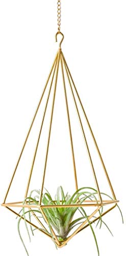 Woodtree Paquete de 2 Colgantes Titular de la Planta de Aire Independiente Metal Tillandsia Himmeli Rack Airplants Display decoración de la Pared, Oro