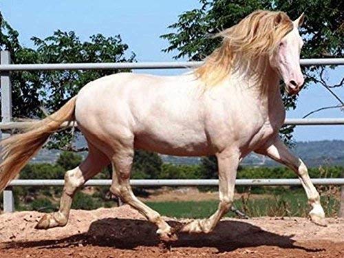 YYone 1000 Piece Wooden Jigsaw Puzzle Cremello Andalusian Large Puzzle Game for Adults and Teenagers