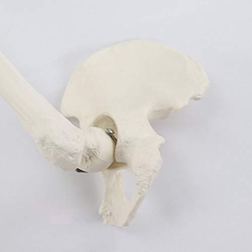 SHUAI Modelo De Articulación del Pie con Tibia Y Pelvis Femoral. Modelo De Esqueleto Humano.