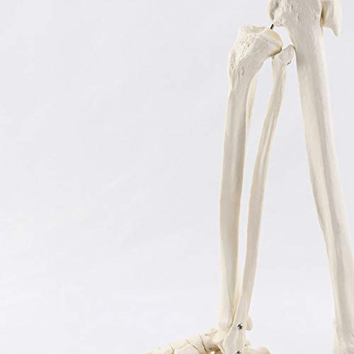 SHUAI Modelo De Articulación del Pie con Tibia Y Pelvis Femoral. Modelo De Esqueleto Humano.