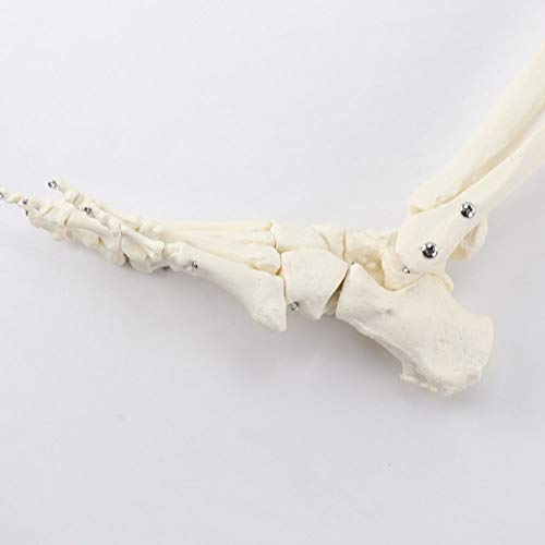 SHUAI Modelo De Articulación del Pie con Tibia Y Pelvis Femoral. Modelo De Esqueleto Humano.