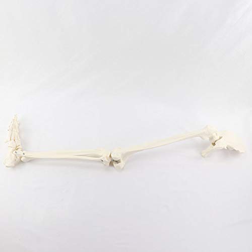 SHUAI Modelo De Articulación del Pie con Tibia Y Pelvis Femoral. Modelo De Esqueleto Humano.