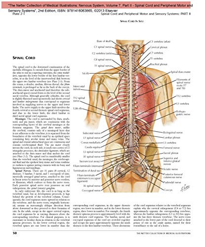 The Netter Collection of Medical Illustrations: Nervous System, Volume 7, Part II - Spinal Cord and Peripheral Motor and Sensory Systems, 2e: Nervous ... Sytems: 07 (Netter Green Book Collection)